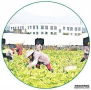 2023年菜心种植面积和产量均创三年来新高！桂林“绿色特产”缘何走俏市场？